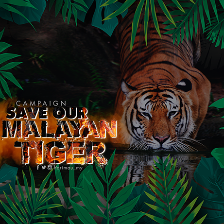 KEMPEN SELAMATKAN HARIMAU MALAYA | Save Our Malayan Tiger